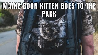 Maine Coon Kitten Lobo's First Time at the Park