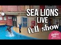 Sea Lions Live Full Show + Biff Pre-Show | SeaWorld San Diego 2021