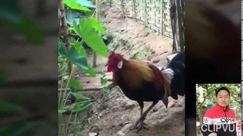 Lau qaib qug 💯 dawb ntsej qua khaj cuam kawg nawb & rừng rặc tai trắng cực sung