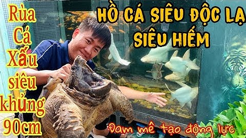Hồ Cá siêu độc lạ và ngắm bé rùa cá sấu siêu khủng tại Sài Gòn-Thái Salem vê lốc