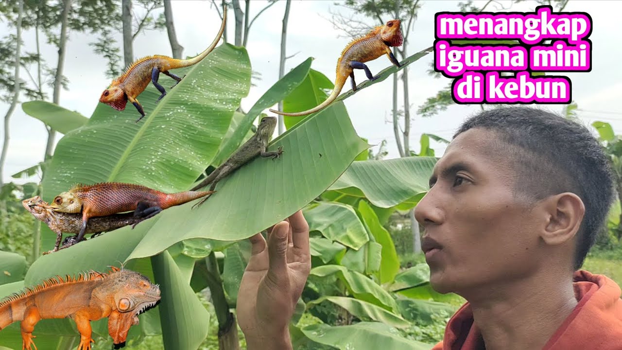 MENANGKAP IGUANA MINI DIKEBUN