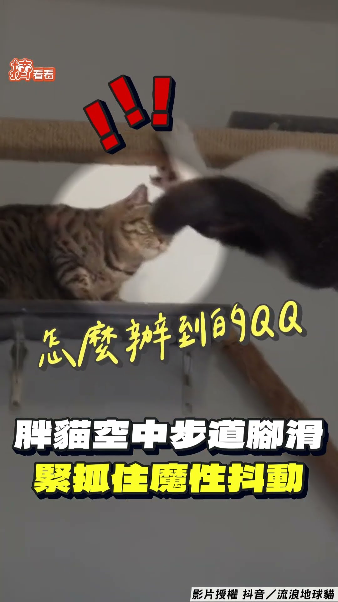 大胖貓走空中步道突「腳滑」　「超強臂力」緊抓魔性狂抖動｜TVBS新聞@TVBSNEWS01