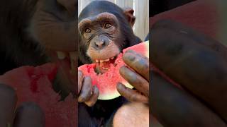 Chimpanzee loves watermelon! #animal