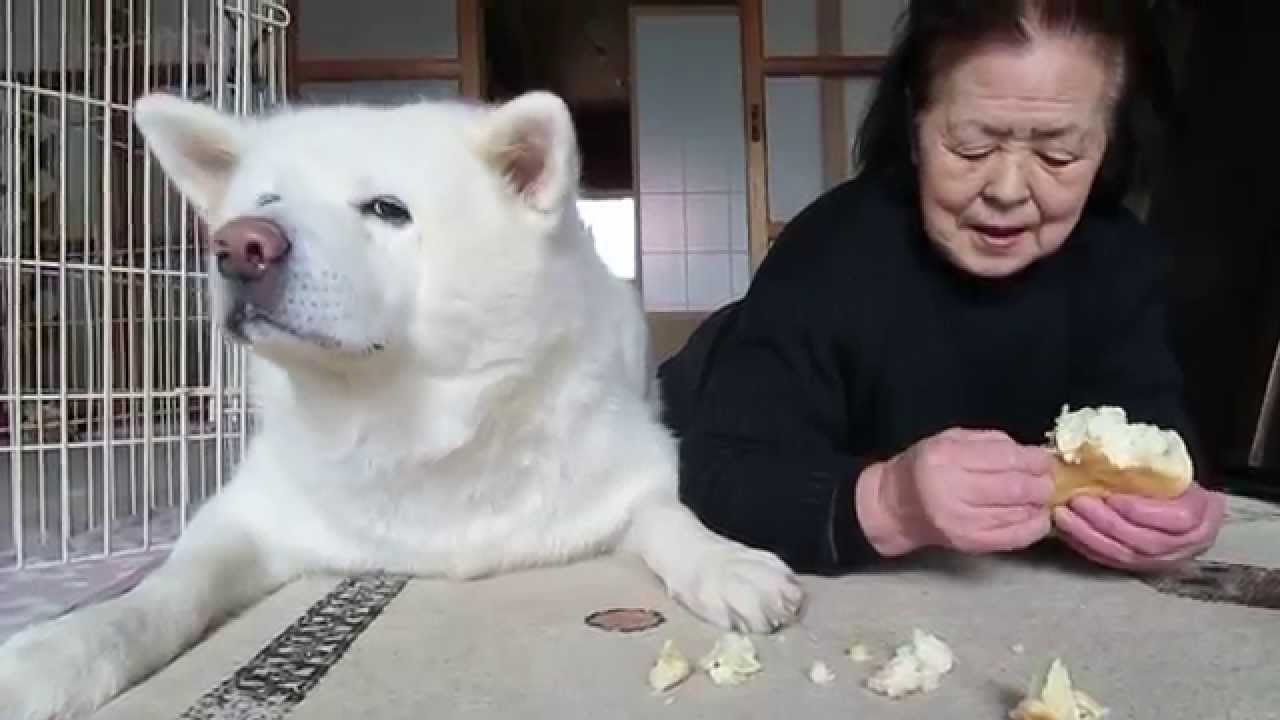 秋田犬げんき お留守番のご褒美はメロンパンです Akita Dog Youtube