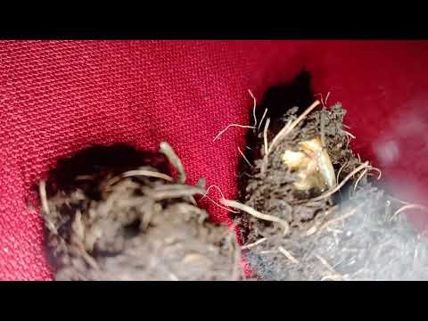 استخدام الكهرباء في القضاء على أطوارحشرة سوسة النخيل الحمراء جراح النخيل