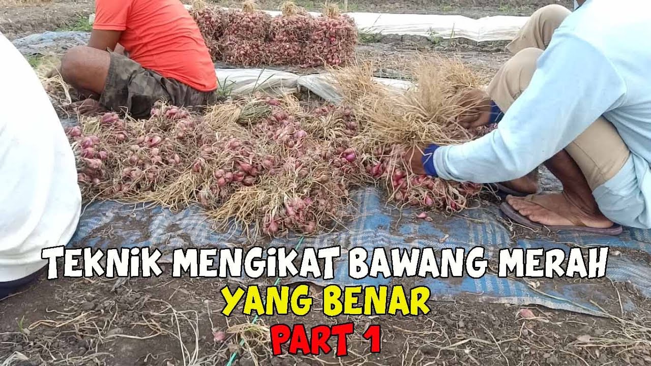 Cara Mengikat Bawang Merah 