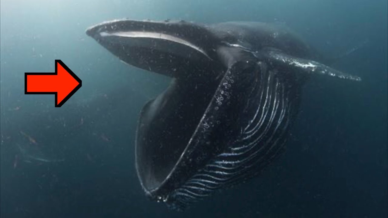 歌声あり このクジラ 歌うんです 神秘の巨大生物 ザトウクジラ Youtube