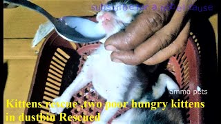 Kittens rescue ,two poor hungry kittens in dustbin Rescued ,pet rescue #ammapets #petrescue by amma pets 1,683 views 3 years ago 5 minutes, 45 seconds