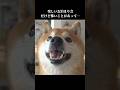 柴犬ハチは危機を察知⁉️ママのところに隠れて… #shibainu #柴犬 #犬のいる生活