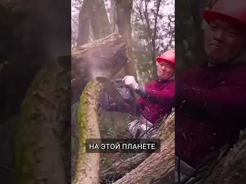 Самый трудолюбивый человек на нашей планете 😮