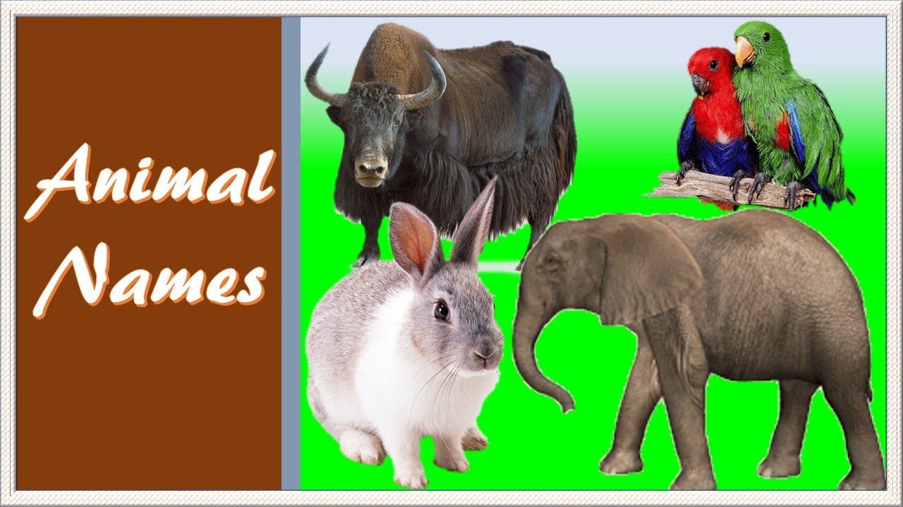 Animal Names Complete A to Z | Animal Names for kids | animal Names for