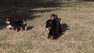 Yorkie Puppies For Sale