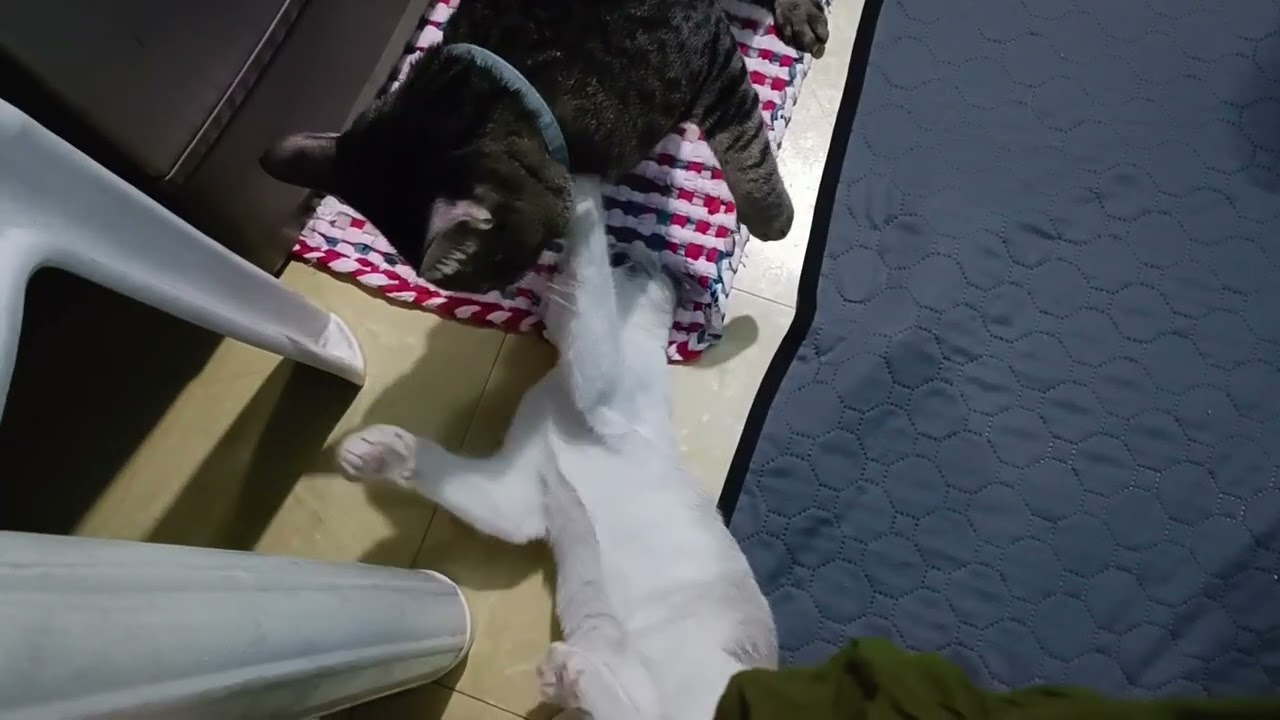 Siopao's favorite food throwback kitten days 