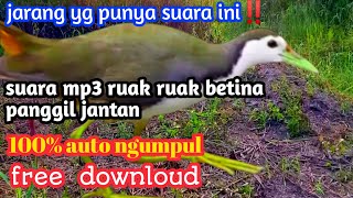 SUARA PIKAT MP3 RUAK RUAK BETINA PANGGIL JANTAN PALING AMPUH,FREE DOWNLOUD,moh ali chanel screenshot 5