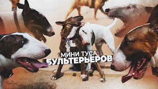 Как бультерьер Бус на тусовки ходит.