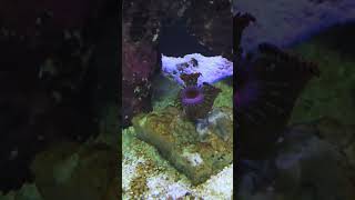 Watch My Zoas Open! 😲🪸