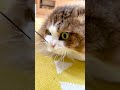 読書の邪魔をする猫 #shorts