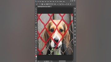 Remove Dog Fence #photoshop #shorts #tutorial #photography #photoediting #dog #fence #remove