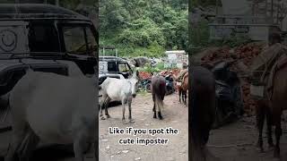 Imposter challenge #shorts #youtube #impostor #challenge #viral #animals #horse #cat #animalshorts