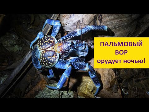 Что ворует пальмовый вор? Наталья Носова