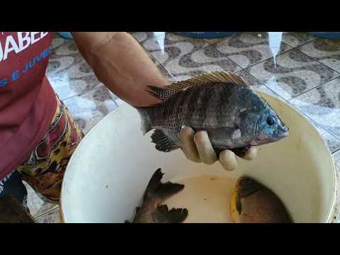 Vídeo: Como Limpar Um Peixe Rapidamente