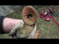 Parasites In The Shallows Sea Lamprey Monitoring Parasites In The Shallows Sea Lamprey Monitoring