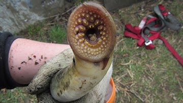 Parasites in the Shallows - Sea Lamprey Monitoring