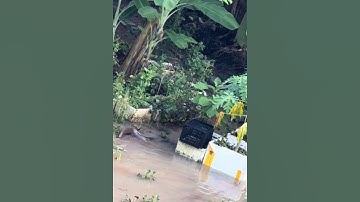 Cá trê bơi lên bờ #cacconvat #docla #fishing