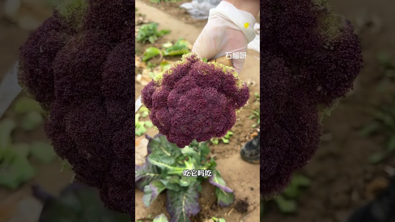 It s drizzling so we can t grow vegetables. Let s go to the vegetable garden to feed the c