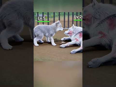 the wolf #skibiditoilet #shorts