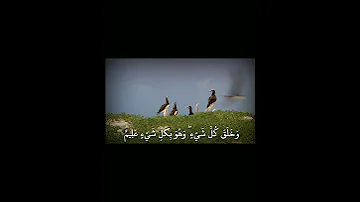 بديع السماوات والأرض الشيخ د ياسر الدوسري 