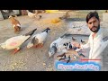 Loft ki Saf safayi vlogs || daily vlog #pigeon #trend #kabutar #youtubeshorts #viral