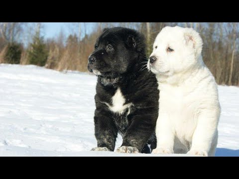 Video: Uy Hayvonlarini Sevish, Havo Bilan Puflangan Itlarga Qilingan Muomalalarni Esga Soladi