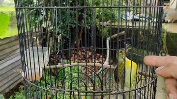 CARA MENAIKKAN BIRAHI BURUNG KOLIBRI KELAPA | WICEH GACOR