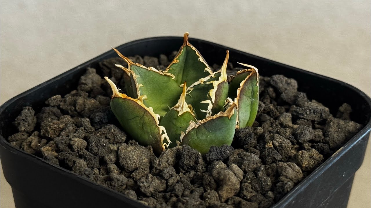 20260209 アガベ・チタノタ 緑水鬼(芽)-004｜agave green submariner