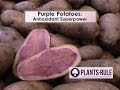 Purple potatoes antioxidant superpower from plantsrule