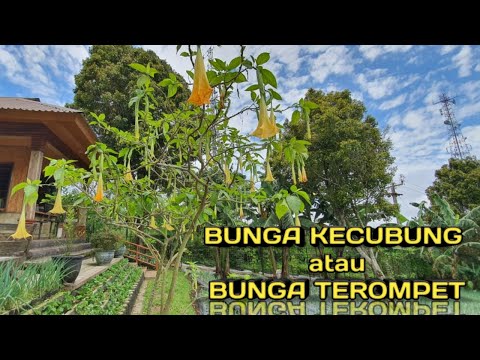 Video: Tanaman Datura Tumbuh: Informasi Tentang Perawatan Bunga Terompet Datura