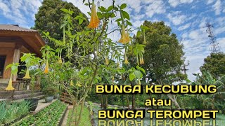 Mengenal Bunga Kecubung Atau Bunga Terompet Kuning Butani Channel
