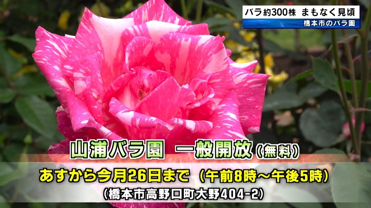 300株のバラ まもなく見頃 山浦バラ園 和歌山県橋本市 - YouTube