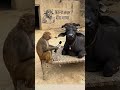 #काला अक्षर भैंस बराबर#