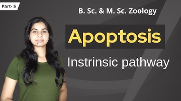Intrinsic Pathway of Apoptosis || Part- 4 || B. Sc. & M. Sc. || Zoology