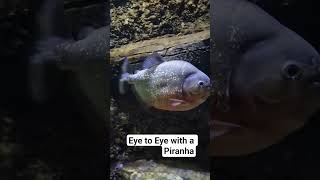 Piranha - Antigone's Eye