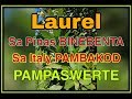 LAUREL o Bay Leaf PAMPASWERTE!!