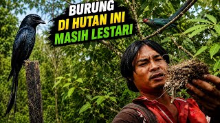 Menelusuri Hutan Kalimantan Melihat Perkembangan Srigunting Liar 