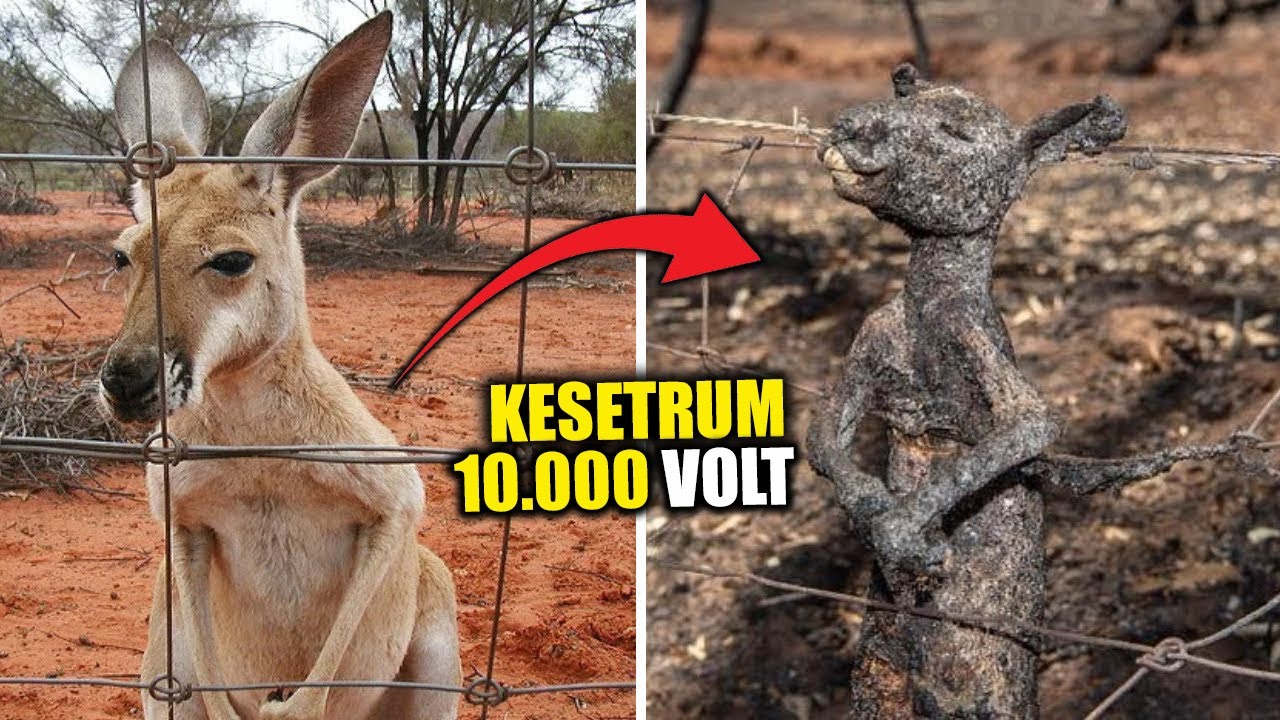 Detik Detik Hewan Tersengat Listrik Paling Brutal