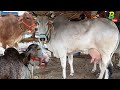 नया साल मे चौसा मंडी से बिकती हुई गायों को देखें बिपिन सिंह के साथ | Chausa Mandi 2024 | Desi Cow