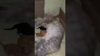 Persian cat giving birth to 3 kittens - cat delivery