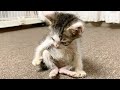 必死に歩こうとする子猫