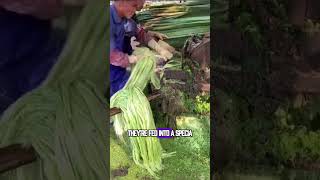 Sisal Leaves Are Considered Trash By Americans