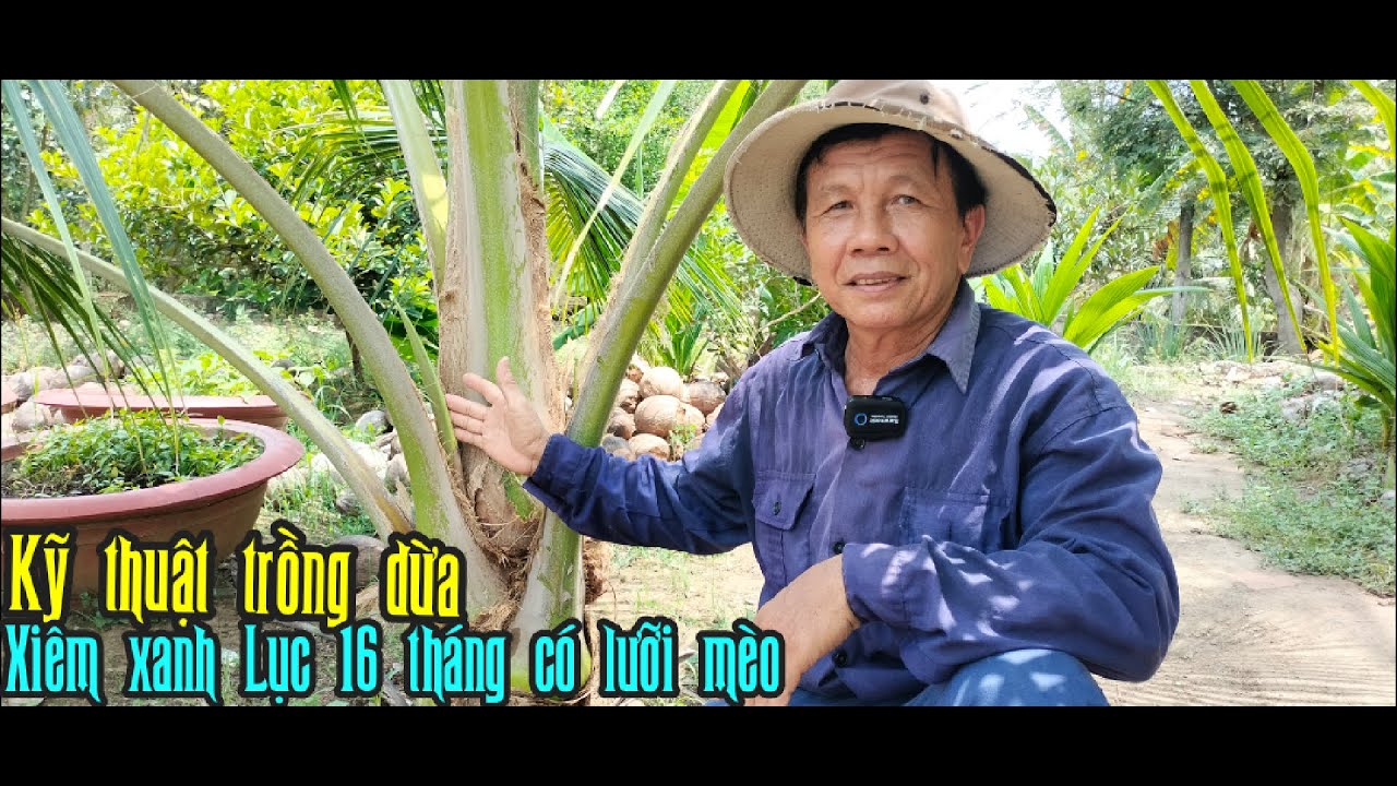 TRỒNG DỪA XIÊM XANH LỤC CỦA CHÚ ĐẠO QUA 16 THÁNG CÓ LƯỠI MÈO, KỸ THUẬT CHĂM SÓC LÀ YẾU TỐ QUAN TRỌNG